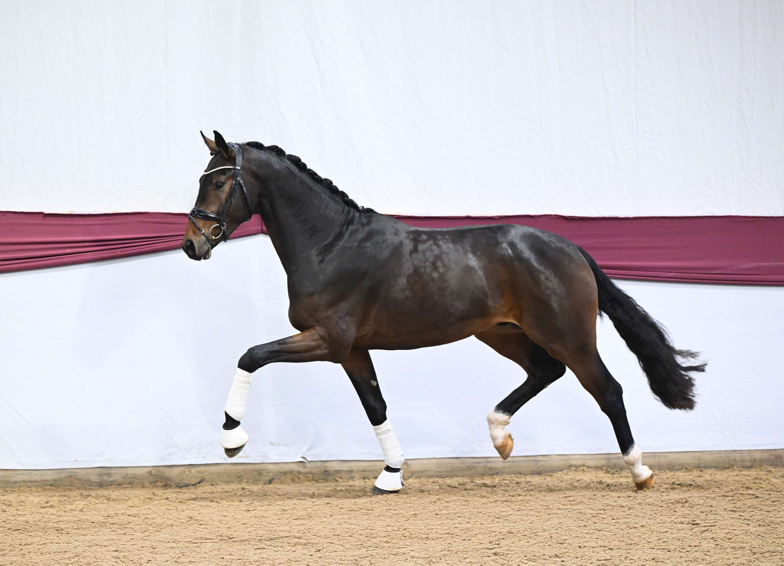 Zulu Stallion